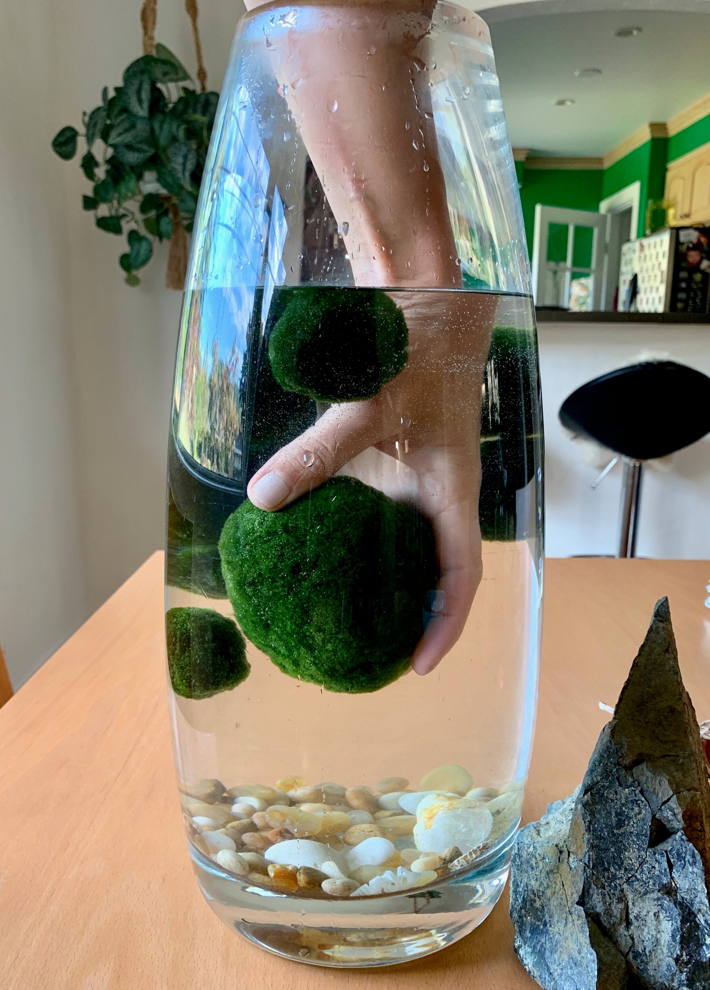 Marimo Moss Balls (live aquarium plant)