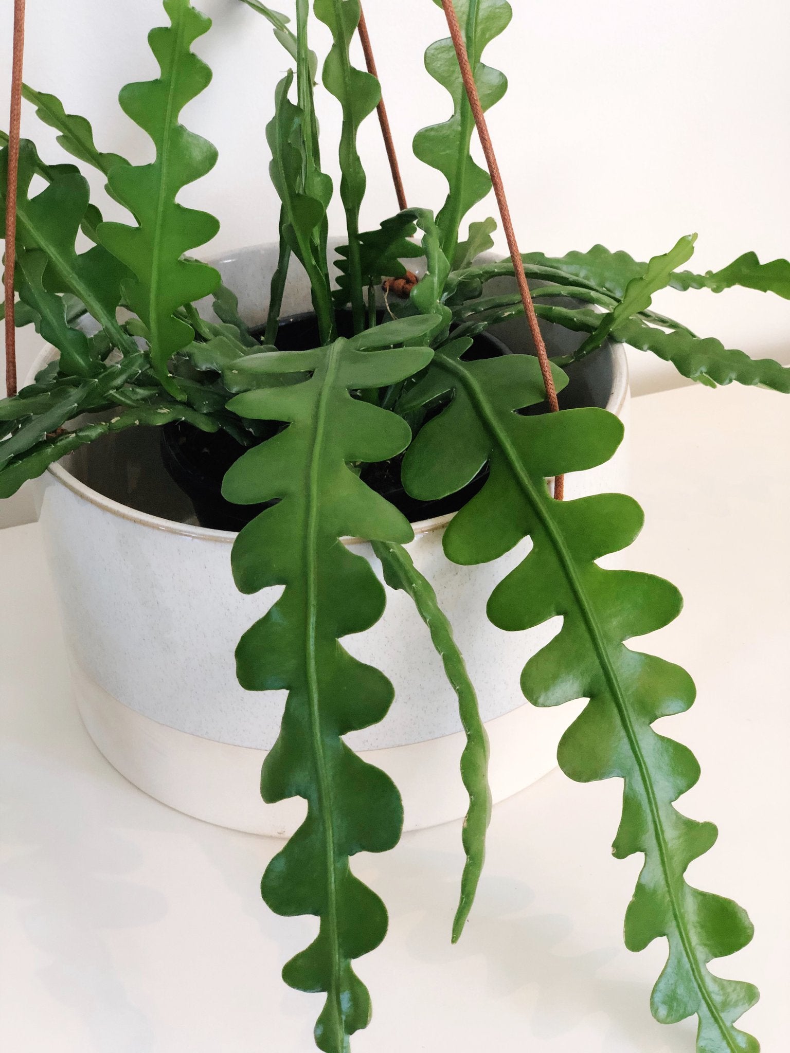 Fishbone cactus plant care